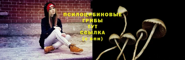 индика Новодвинск